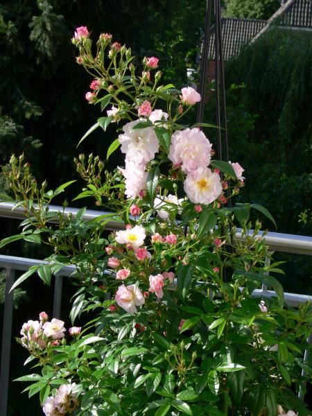 Sweet SILUETTA® Kletterrose